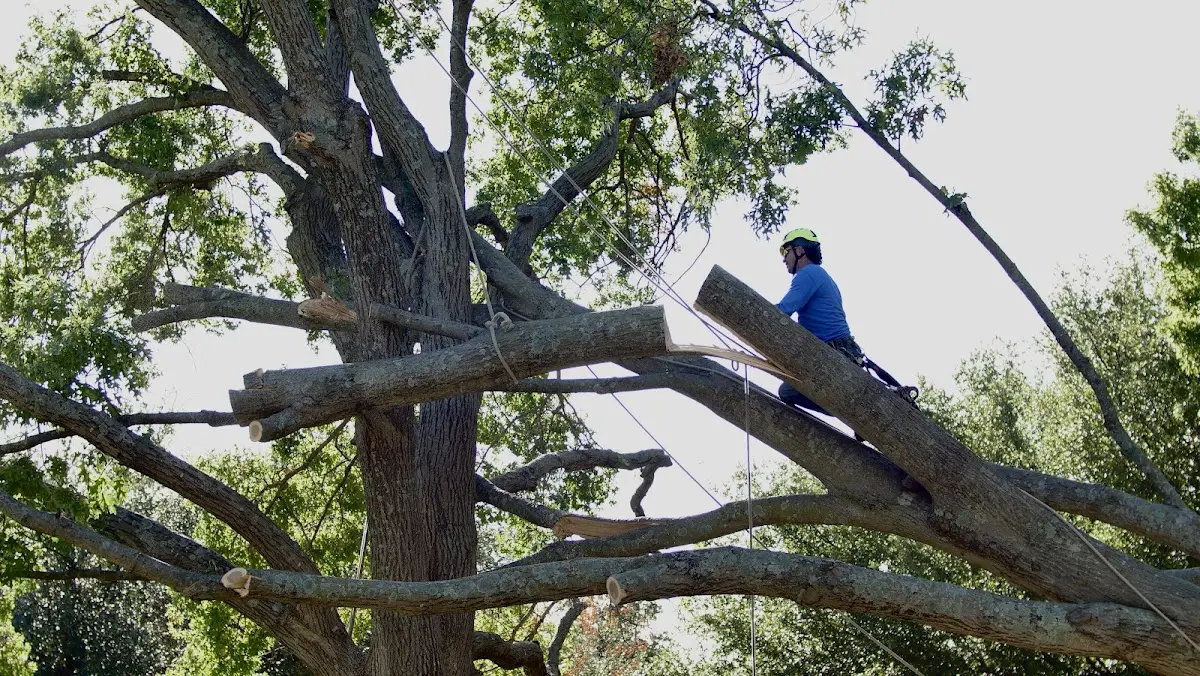 Professional Crown Thinning performed by certified arborists in Turner